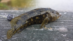 Chasmodes bosquianus