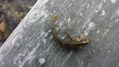 Chasmodes bosquianus