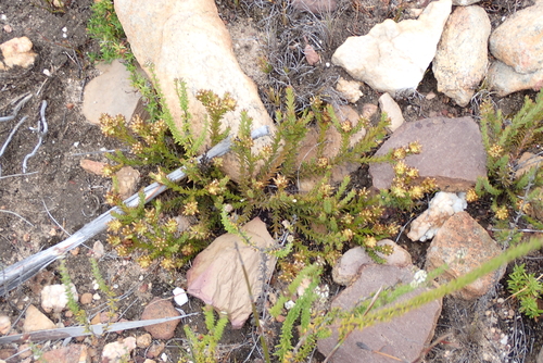 Head Rootthug (Thesium capitatum)