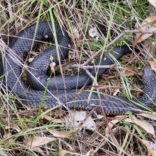 Lowlands Copperhead sighting