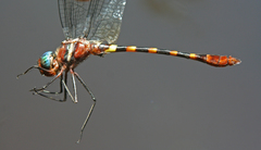 Macromia cupricincta