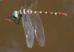 Macromia cupricincta