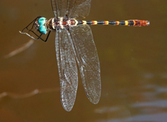 Macromia cupricincta