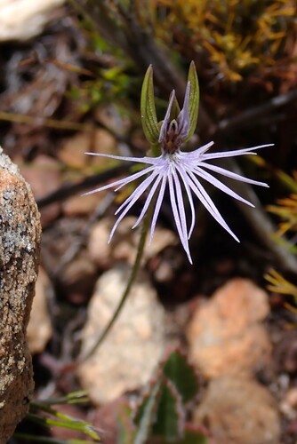 Spider Orchid (Holothrix burmanniana)