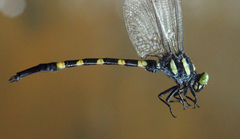 Macrogomphus kerri