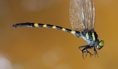Macrogomphus kerri