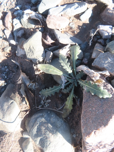 Wavyleaf blazingstar (Mentzelia albescens)