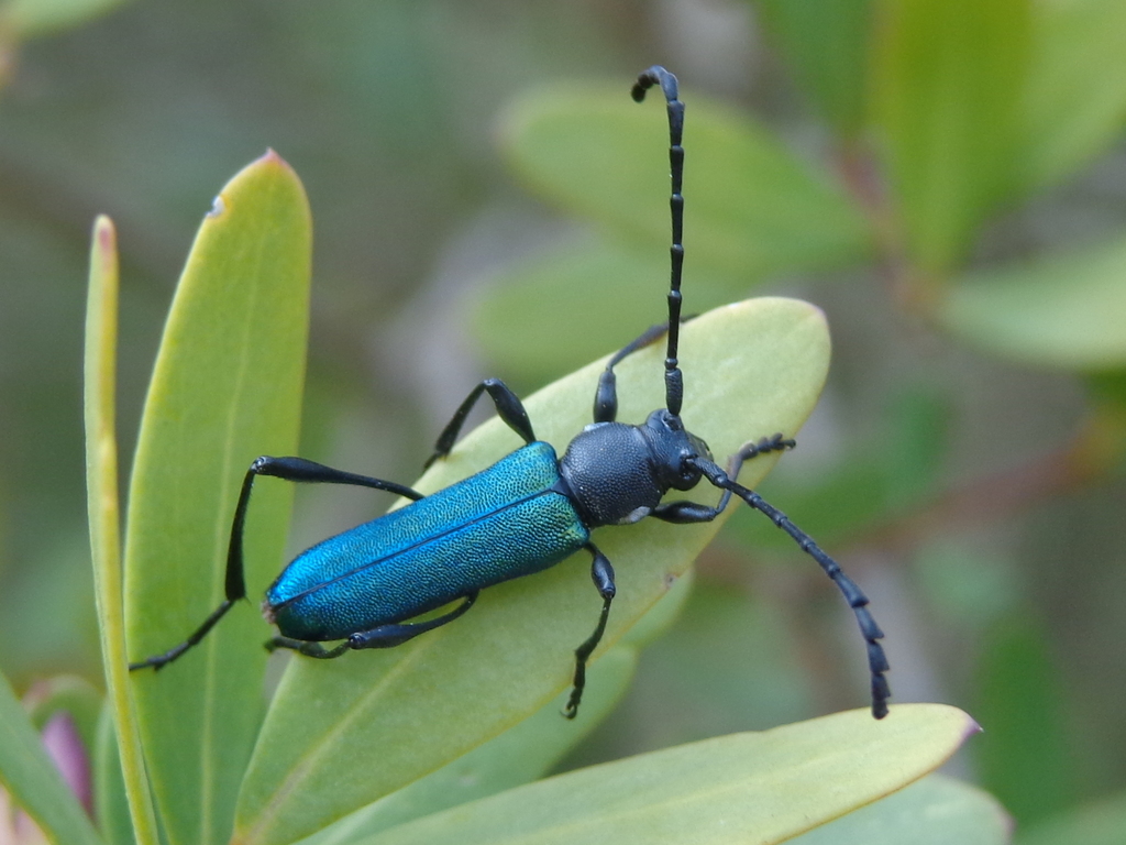 Helymaeus glabripennis
