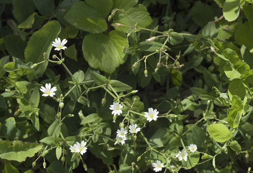 Cerastium fischerianum iNat (2)