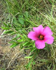Hibiscus microcarpus