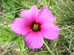 Hibiscus microcarpus