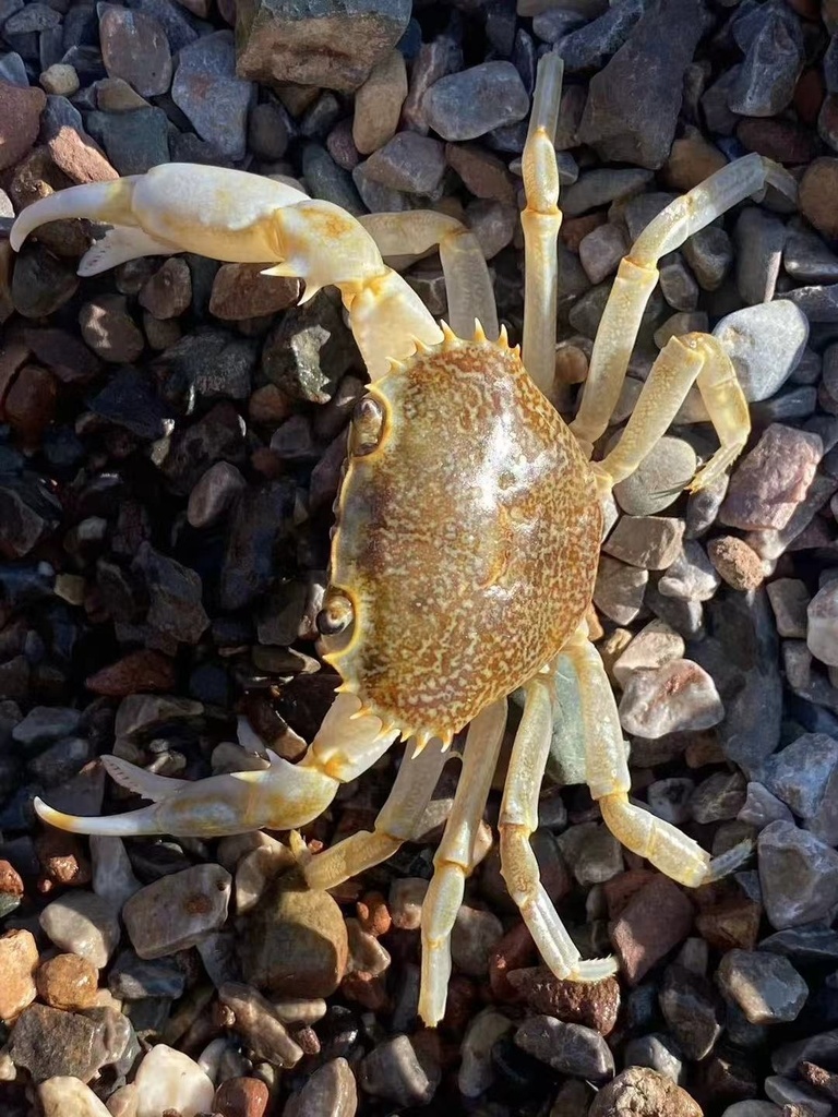Parapotamon spinescens