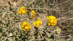 Psilostrophe gnaphalodes