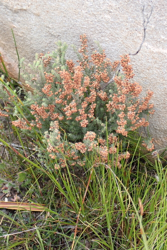 Stickyhair Heath (Erica glandulipila)