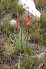 Marloth's Watsonia (Watsonia marlothii)
