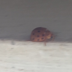 Coccinellidae