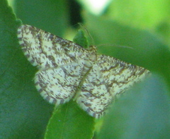 Heliomata glarearia