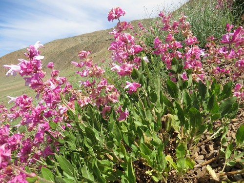 Bukharan Sage (Salvia bucharica)