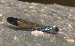 Heliocypha biforata