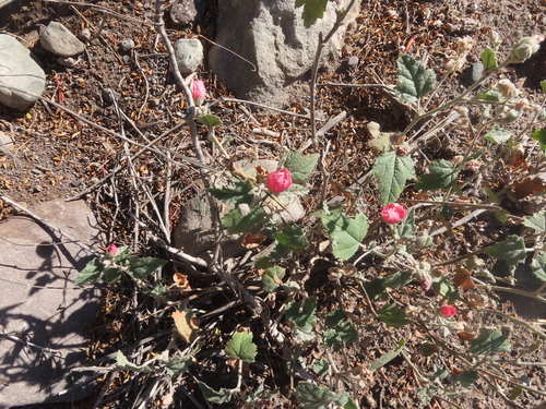 Sphaeralcea mendocina, photograph 5