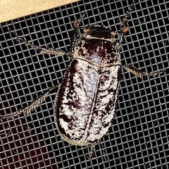 Dermolepida albohirtum