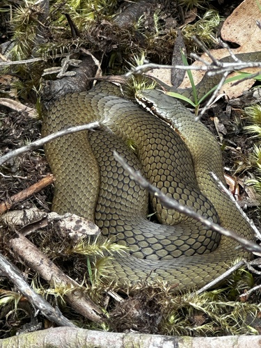 White-lipped Snake sighting