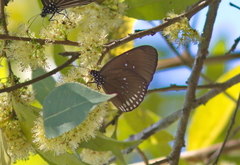 Euploea modesta