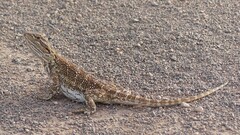 Nullabor Bearded Dragon photo 3