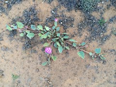 Abronia gracilis