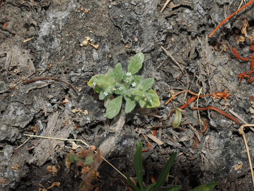 Dwarf Heliotrope (Heliotropium supinum)