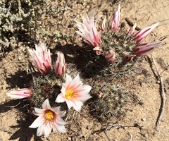 Mammillaria hutchisoniana louisae