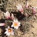 Mammillaria hutchisoniana louisae - Photo (c) Vince Scheidt, some rights reserved (CC BY-NC), uploaded by Vince Scheidt
