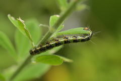 Uresiphita maorialis