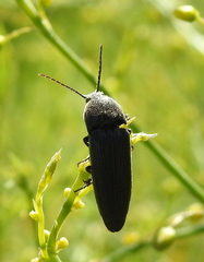 Melanotus brunnipes