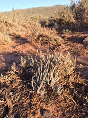 Dudleya attenuata