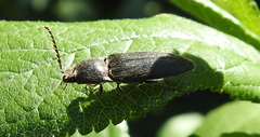 Melanotus brunnipes