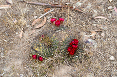 Lobivia cinnabarina
