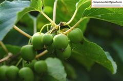 Actinidia
