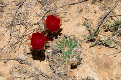 Lobivia cinnabarina