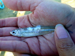 Anchoa hepsetus