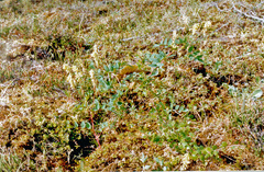 Astragalus frigidus