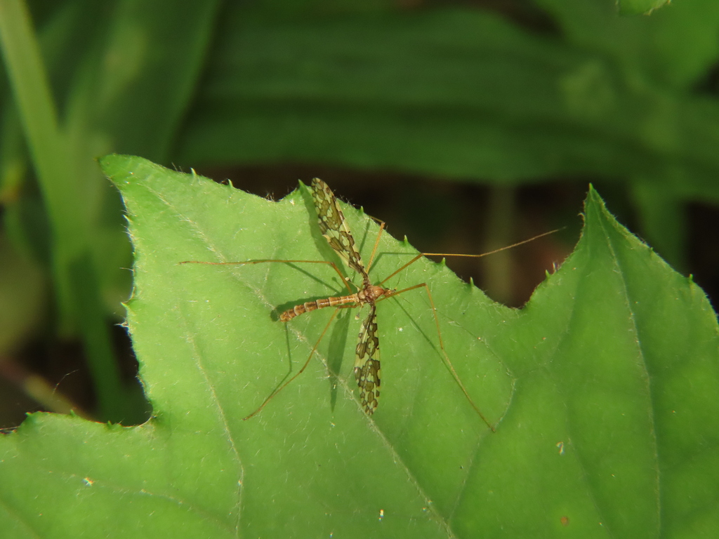 Epiphragma kempi