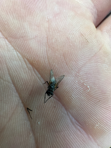 Unknown species found near Durham Pl, Muskego, WI, US