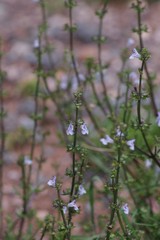 Salvia stenophylla