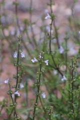 Salvia stenophylla