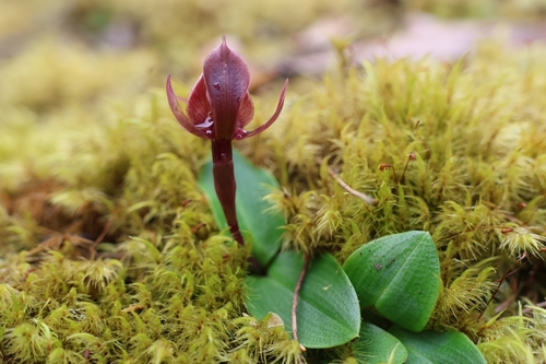 three-horned bird orchid (Chiloglottis triceratops)