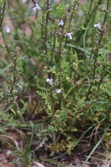 Salvia stenophylla