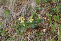Astragalus frigidus