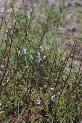 Salvia stenophylla
