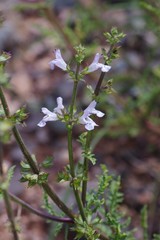 Salvia stenophylla